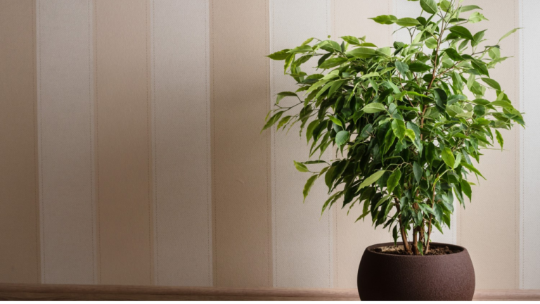 Ficus: The Versatile and Timeless Indoor Plant