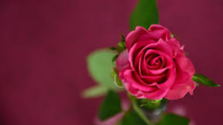 “The Timeless Symbolism of a Single Rose: Love, Beauty, and Emotion”