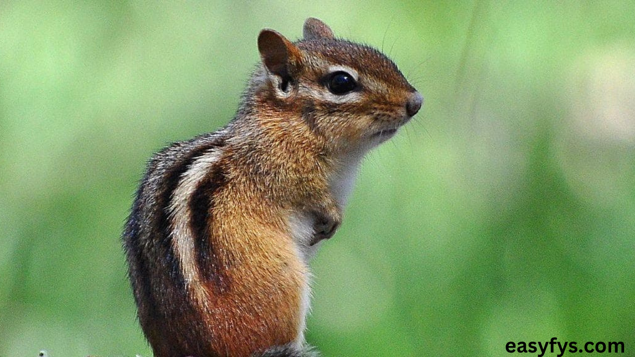 Chipmunk Names: Choosing the Perfect Name for Your Adorable